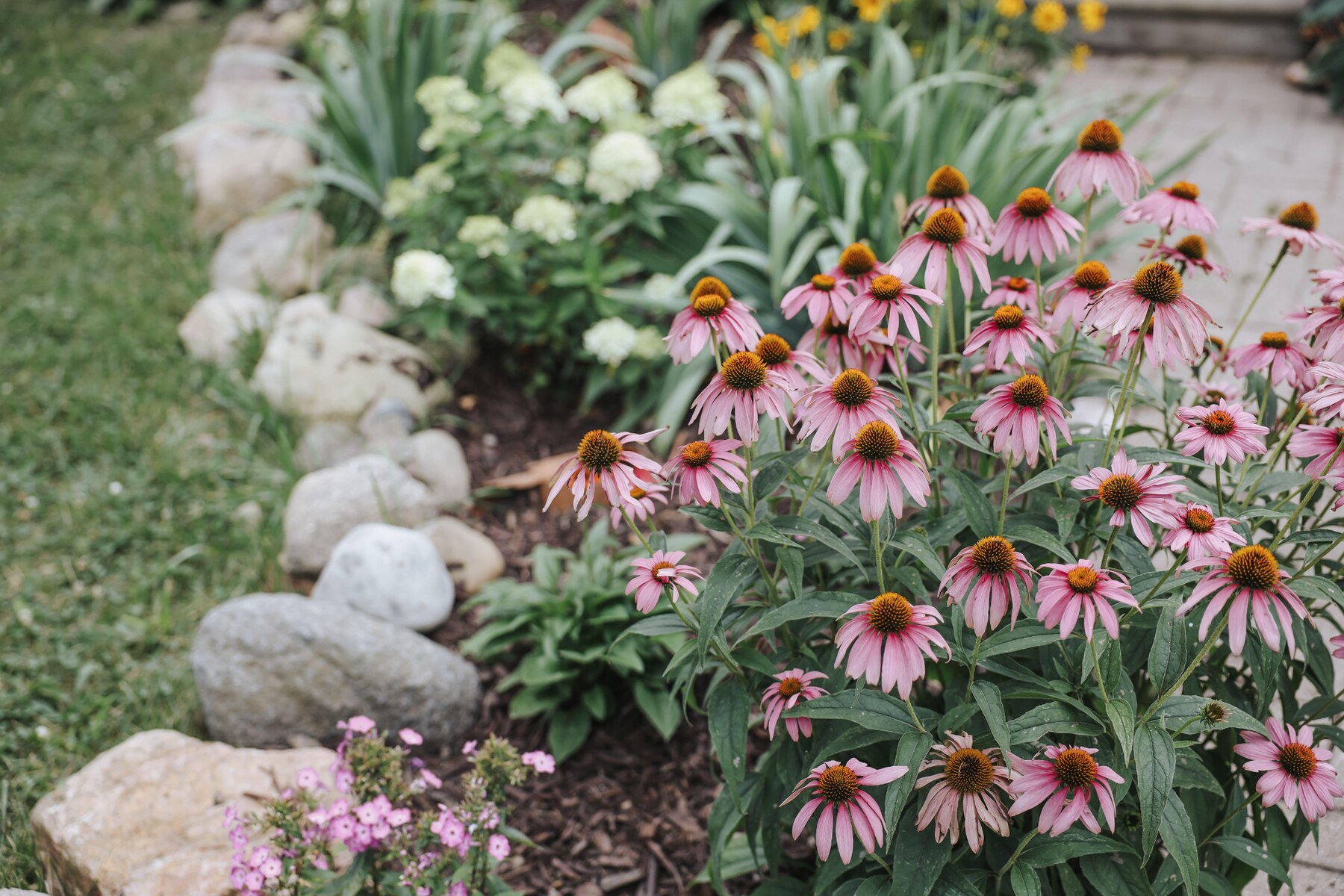 Pink echinacea blooming beside the garden path
