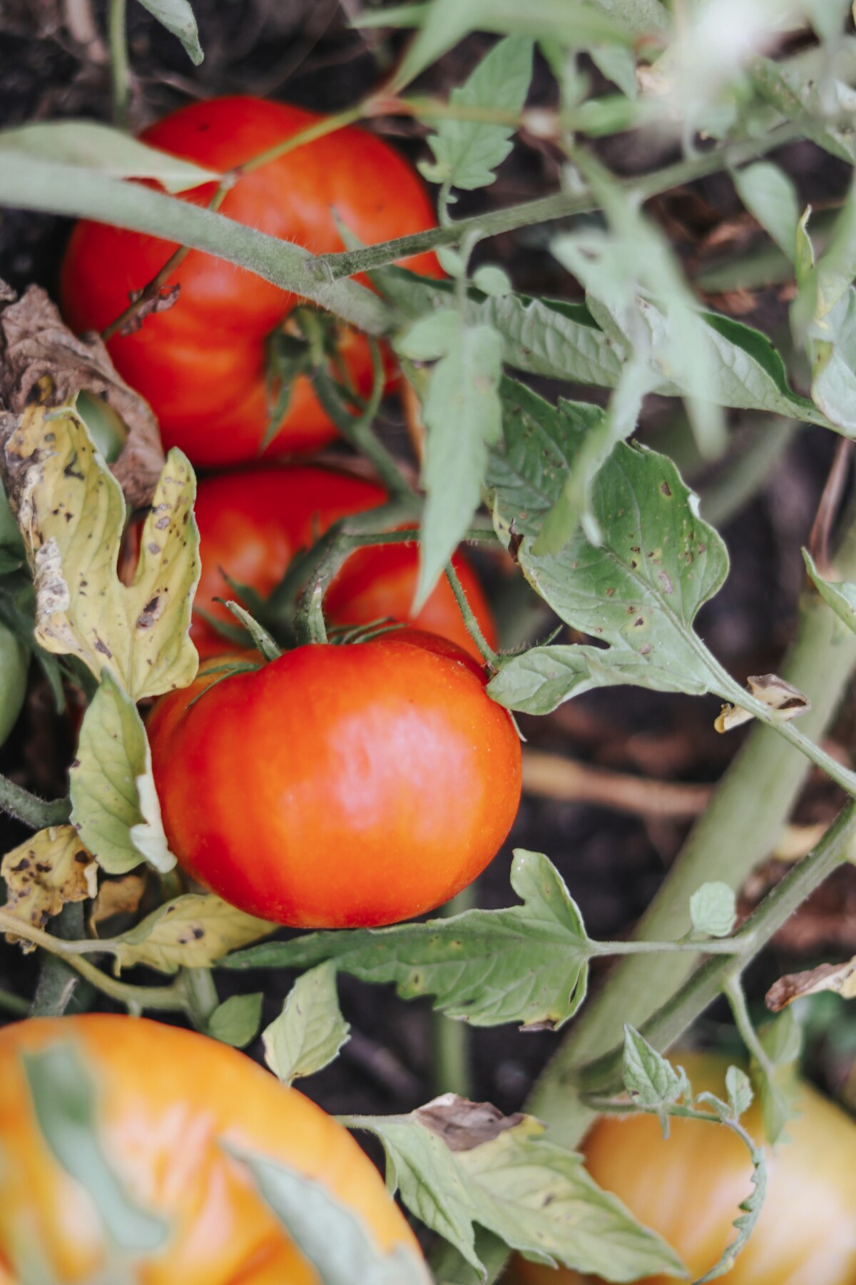 Ripe tomatoes growing in the garden
