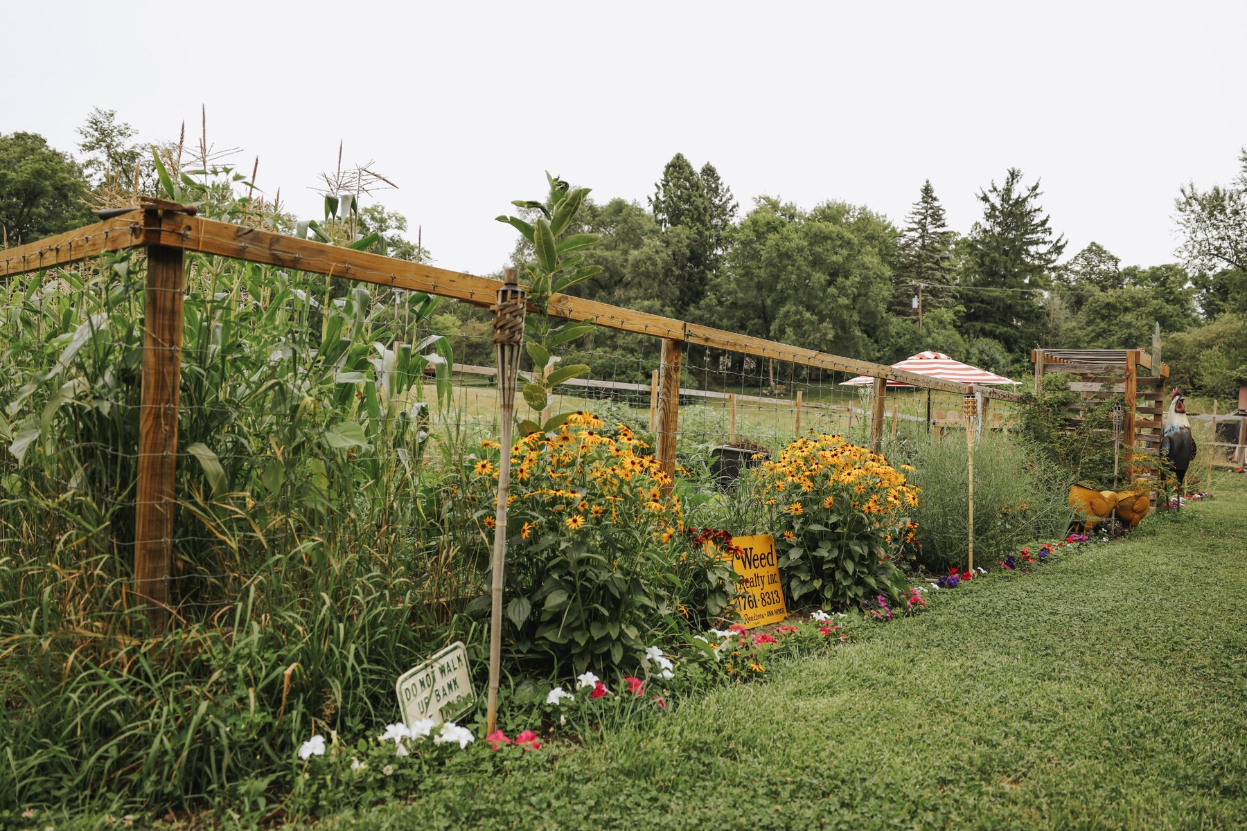 Flowers and vegetables growing in The Bluebird's Nest garden